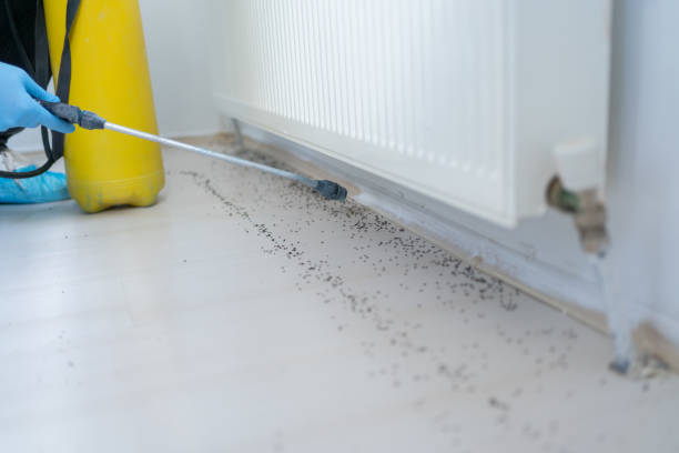 Best Mosquito Control Services  in Grayson, GA